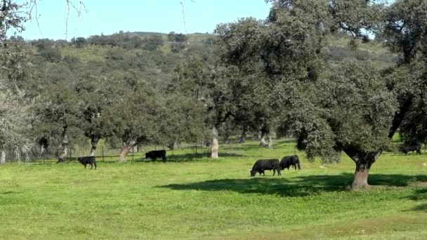 Іспанці воюють на пасовищах поблизу дуба з дерева дегези Андалусії, що в Іспанії. Великі чорні бики пасуться травою на луці в прекрасний день весняного дня - Кадри, відео