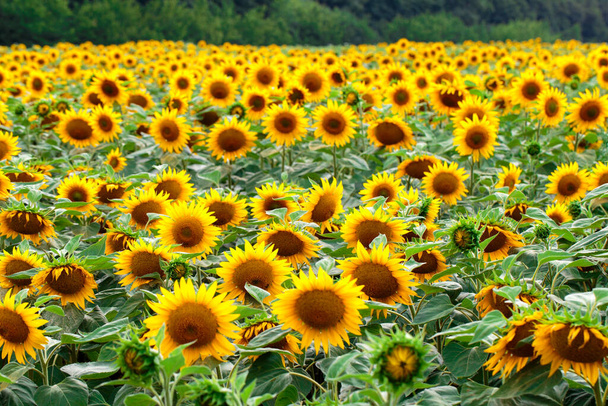 Een veld van gele zonnebloemen. Zonnebloemen bloeien. Zonnebloem achtergrond. Zonnebloemveld landschap. - Foto, afbeelding