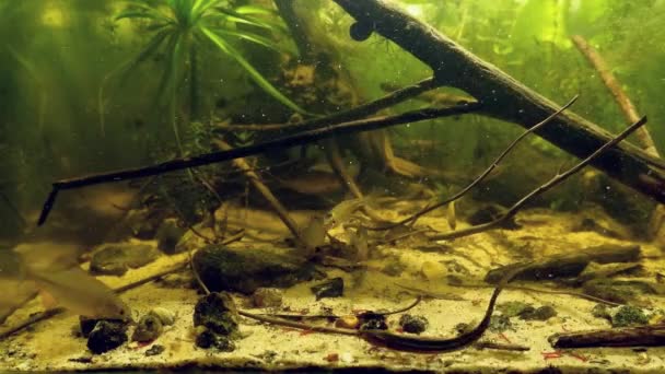 Estomphe européen, morne et corégone, se nourrissant de cyclopes congelés et de vers de sang dans l'aquarium européen de biotopes fluviaux, comportement naturel des poissons sauvages en captivité - Séquence, vidéo