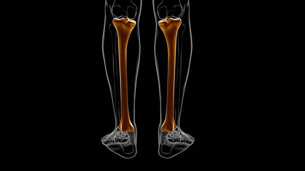 Emberi csontváz anatómia Csont Tibia 3D Renderelés orvosi koncepcióhoz - Fotó, kép