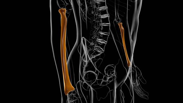 Emberi csontváz anatómia Radius Bone 3D Renderelés orvosi koncepció - Fotó, kép