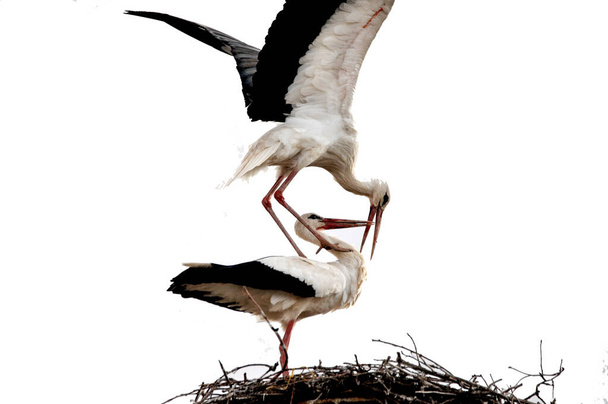 Белые аисты соединяются в гнезде - Фото, изображение