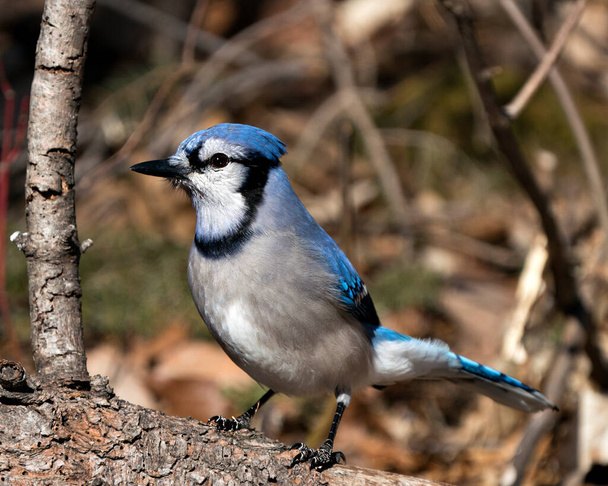 Vista del perfil de primer plano del pájaro Jay azul, encaramado con un fondo borroso que muestra plumas azules y blancas en su entorno y hábitat. Stock de fotos de Jay azul. Imagen. Una foto. Retrato. - Foto, Imagen