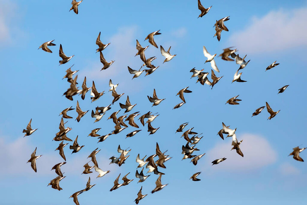Des oiseaux volants. Fond bleu ciel. Oiseaux : Ruff. Philomachus pugnax.  - Photo, image