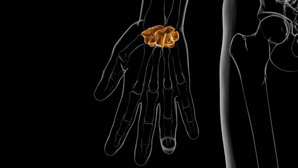 Emberi csontváz kéz csukló Carpals csont anatómia orvosi koncepció 3D illusztráció - Fotó, kép