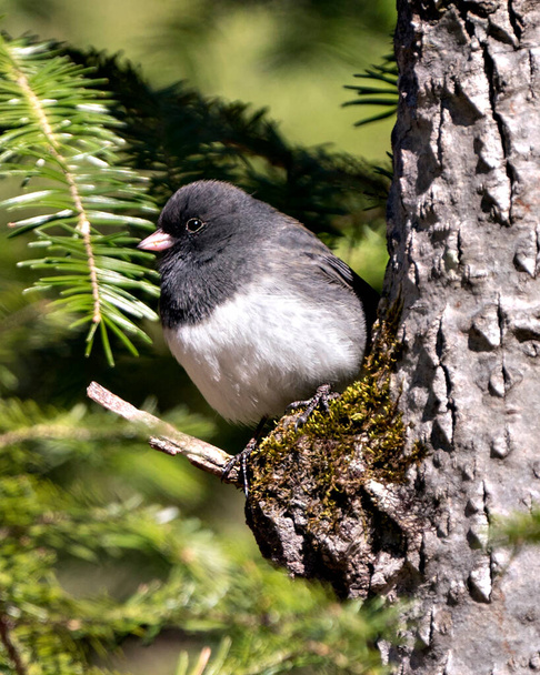 Junco ptak siedzący na gałęzi wyświetlającej szare pióro upierzenie, głowę, oko, dziób, stopy, z rozmytym zielonym tłem w swoim otoczeniu i środowisku. - Zdjęcie, obraz