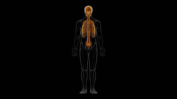 Illustration 3D de l'anatomie du squelette axial du squelette humain - Photo, image