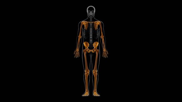 Ihmisen luuranko Umpilisäkkeen luuranko Anatomia 3D-kuvitus - Valokuva, kuva