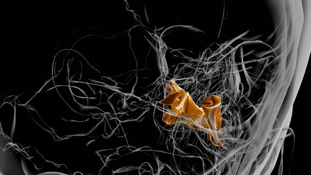 Human Skeleton Palatine bone Anatomy 3D Illustration - Photo, Image