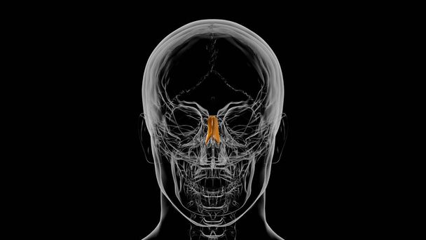 Esqueleto humano Hueso nasal Anatomía Ilustración 3D - Foto, imagen