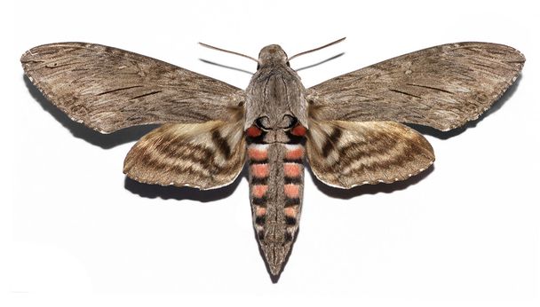 Isolated Convolvulus Hawk-moth butterfly - Photo, Image