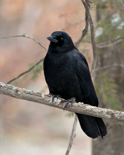 Pássaro de corvo empoleirado em um galho de árvore com fundo de floresta desfocado exibindo plumagem de penas pretas em seu ambiente e habitat.  - Foto, Imagem