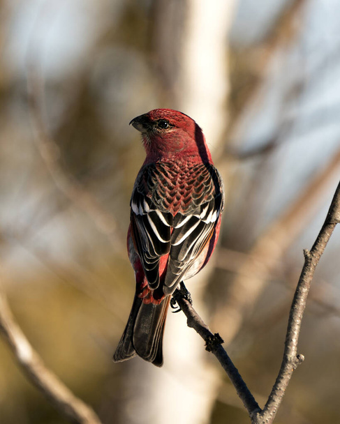 Vista de primer plano del perfil de Pine Grosbeak, encaramado con un fondo borroso en su entorno y hábitat con plumaje de plumas rojas. Imagen. Una foto. Retrato.  - Foto, imagen