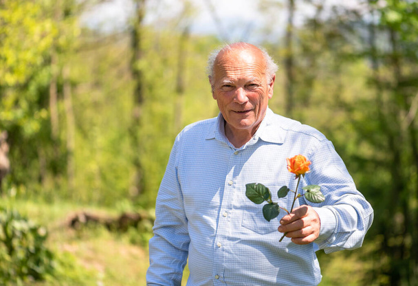 Portret van Senior man met gele roos in de tuin. - Foto, afbeelding