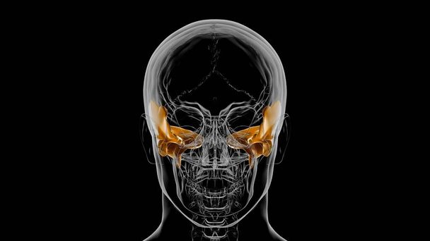 Emberi csontváz Koponya Temporális csont anatómia orvosi koncepció 3D illusztráció - Fotó, kép