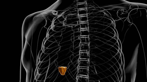 Ihmisen luuranko Xiphoid prosessi Anatomia 3D-kuvitus - Valokuva, kuva