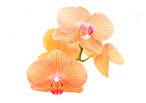 Pink orchid flower, isolated on white background - Photo, Image