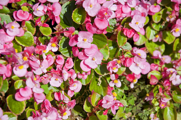 Zachte Geranium bloem op natuurlijke gerden achtergrond - Foto, afbeelding