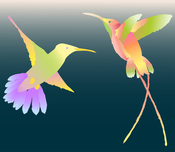 Векторное изображение двух разноцветных летающих колибри - Вектор,изображение