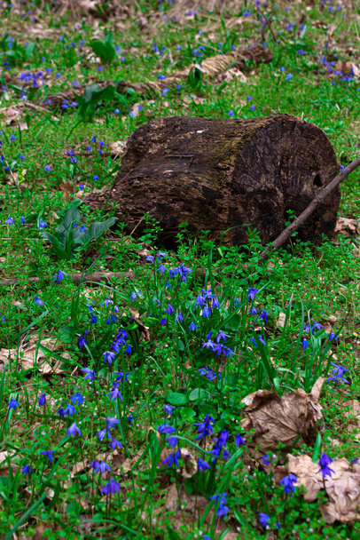 Naturaleza de primavera. Viejo tocón de árbol en el césped de flores. Naturaleza a principios de primavera - Foto, Imagen