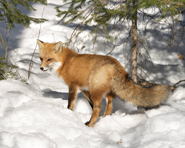 Rode vos close-up kijken naar camera in het winterseizoen in zijn omgeving en habitat met sneeuw bos achtergrond weergegeven zijaanzicht, bossige vos staart, bont. Fox Afbeelding. Afbeelding. Portret.  - Foto, afbeelding