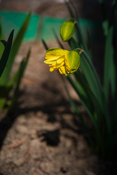 Nárcisz Sárga Vidámság, sárga nárcisz tavasszal, virágzó nárcisz egy virágágyáson a parkban, a természet ébredése tavasszal - Fotó, kép