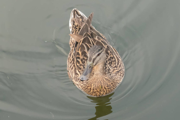 A female hen mallard duck (Anas platyrhynchos) swimming along the River Bure in the village of Horning in the heart of the Norfolk Broads - Photo, Image