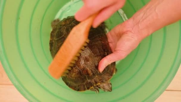 Genç bir kadının elleri fırçayla kaplumbağa temizliyor. - Video, Çekim