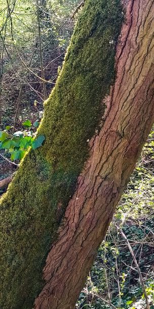 スペインのブルゴスにあるフエンテス・ブランカス自然公園の苔を持つ木 - 写真・画像