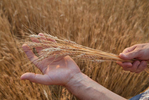 Spikelets of ripe yellow wheat in the hands of an agronomist. against the background of the wheat field harvest. - 写真・画像