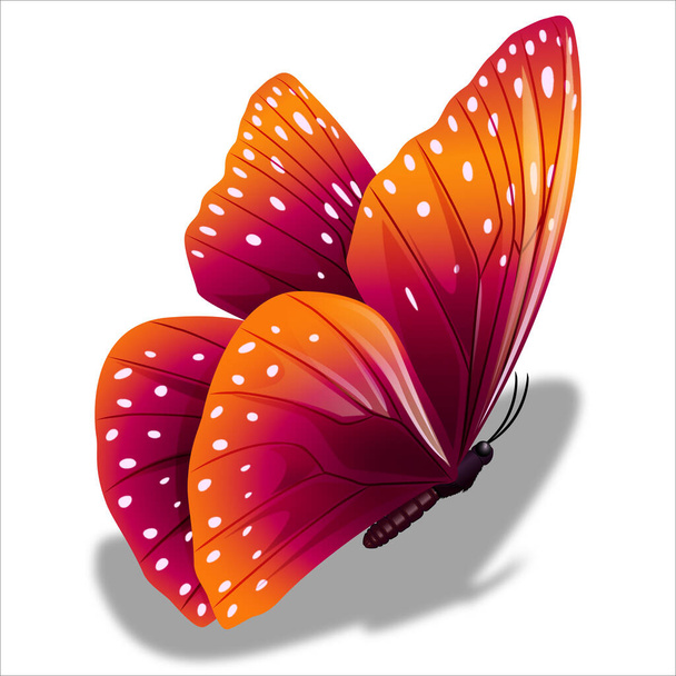 Mariposa de color hermosa de primavera - Vector, Imagen