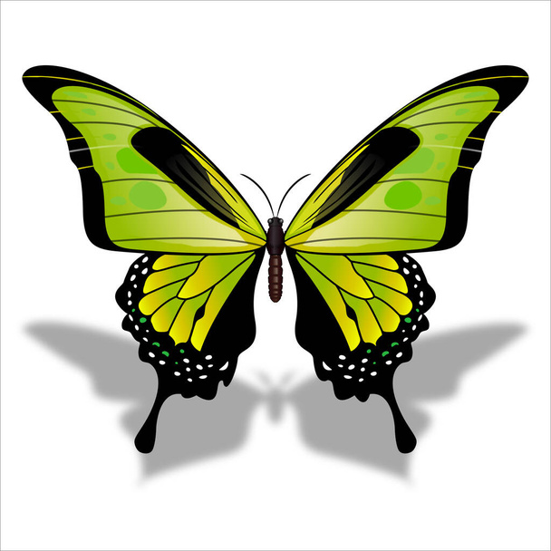 Mariposa de color hermosa de primavera - Vector, afbeelding