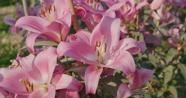 Розовый цветочный сад Лили - Фото, изображение