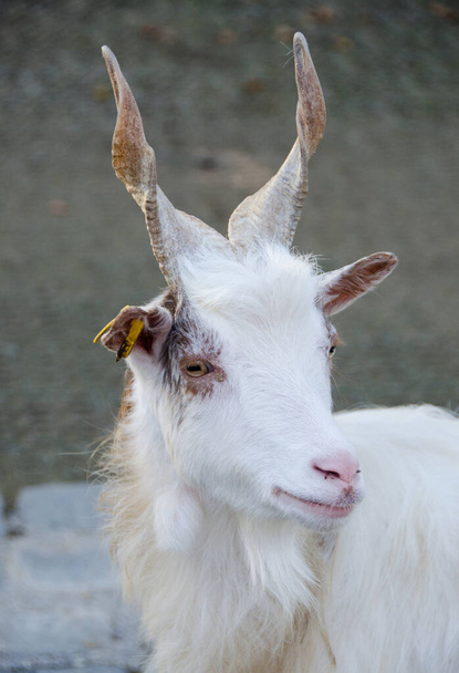 Close-up portret van geit. Begrippen van schoonheid huisdieren. Expressieve, originele look van geit. Natuurlijk licht. Symbool van de 2027 jaar in het Chinees - Foto, afbeelding