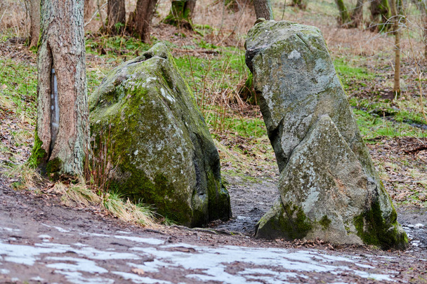 Καταπληκτική γιγαντιαία ημισφαιρική πέτρα χωρίζεται σε δύο άνισα μέρη και καλύπτονται με βρύα, που βρίσκεται στο δάσος από φυλλοβόλα δέντρα, που περιβάλλεται από πεσμένα φύλλα. Η θρυλική πέτρα των ψεμάτων. - Φωτογραφία, εικόνα