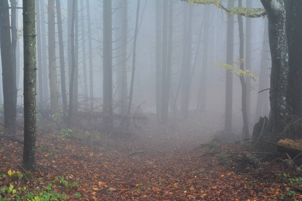 Ścieżka przez późnojesienny mglisty las w deszczowy dzień, zmierzch, mistyczna i przerażająca atmosfera - Zdjęcie, obraz