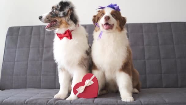 4k. Dos perro pastor australiano cachorro en el sofá con caja del corazón. San Valentín - Metraje, vídeo