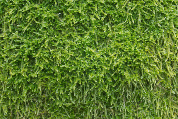 cypress-leaved plait moss (Hypnum cupressiforme) ont tree trunk closeup - Foto, Imagem