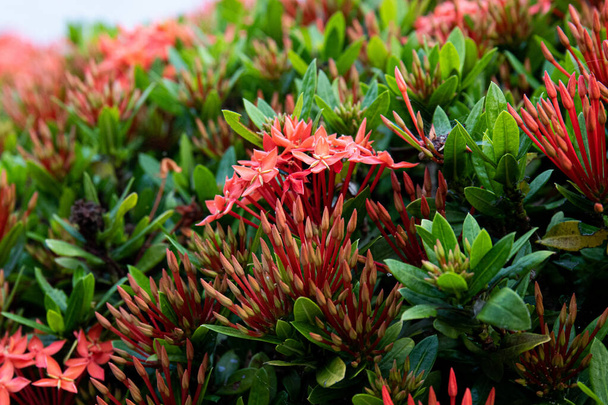 Close up West Indian Jasmine , Red Ixora Chinensis Lamk Flowers - Photo, Image