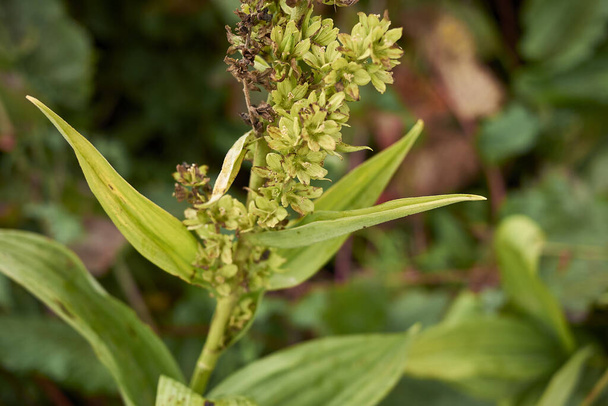  flower close up of Veratrum album plant - Photo, Image
