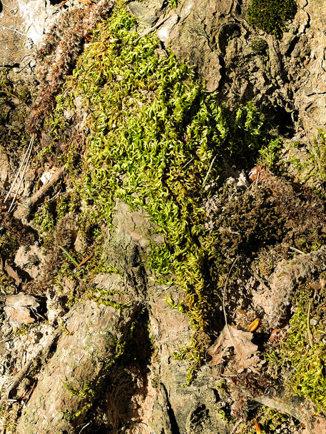 Зелена рослинність на стовбурі дерева
 - Фото, зображення