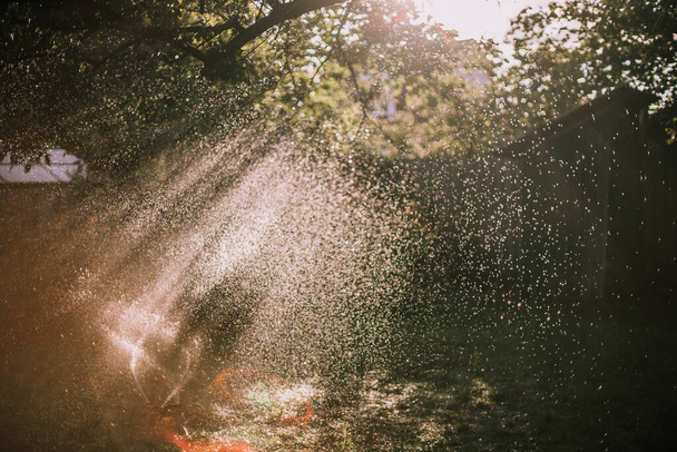 Tropfbewässerung. Das Foto zeigt die Bewässerungsanlage in einem Hochbeet. Tropfbewässerung auf einem grünen Rasen an einem sonnigen Tag. Die Strahlen der Sonne durch die Tropfen. Bewässerung des Ferienhauses. Sonnenstrahlen durch Wassertröpfchen - Foto, Bild