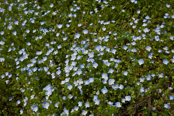 pequeñas flores azules de la planta Veronica persica - Foto, imagen