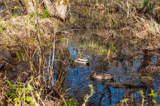 La Russie. Le 6 mai 2019. Un couple marié un canard et un drake nagent dans un étang caché aux yeux de l'homme dans la banlieue de Kronstadt. - Photo, image