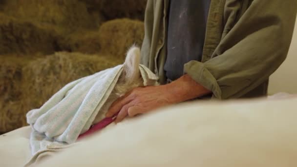 Man soothing alpaca during shearing process - Πλάνα, βίντεο