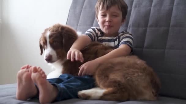 4k. glücklicher Junge spielt mit australischem Schäferhund rot dreifarbig Welpe Hund  - Filmmaterial, Video