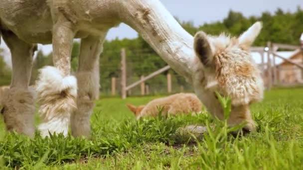 草を食べるアルパカの閉鎖ビデオ - 映像、動画