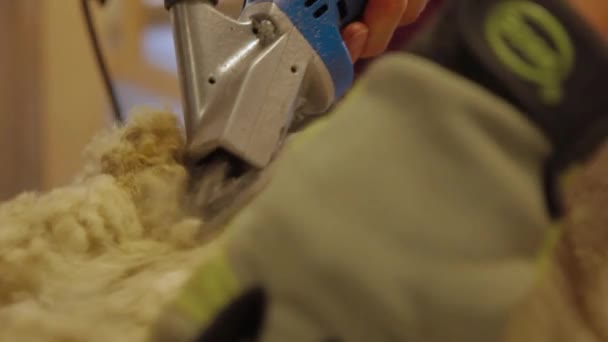Running razor machine on Alpaca fleece - Πλάνα, βίντεο