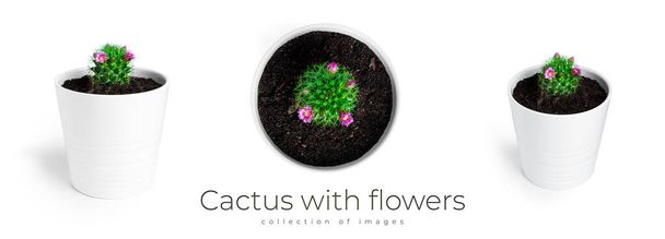 Kaktus mit Blüten im weißen Topf isoliert auf weißem Hintergrund. Blühender Kaktus. - Foto, Bild