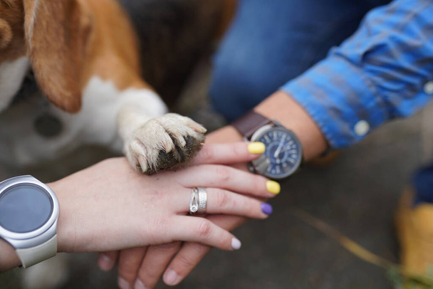 ένα πόδι σκύλου σε ανθρώπινα χέρια, φιλία ανθρώπων και ζώων - Φωτογραφία, εικόνα